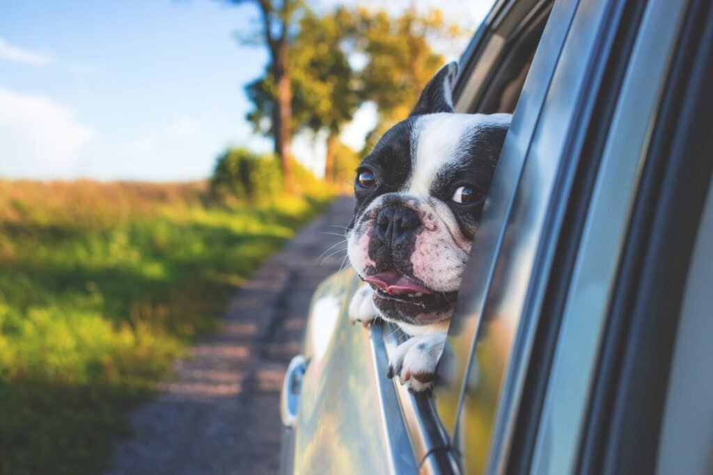 A small dog looking out of an open car window on a country road
